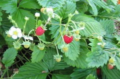 Fragaria vesca