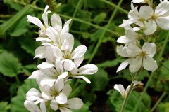 Francoa 'Confetti'