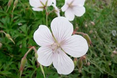 Geranium 'Kashmir White'