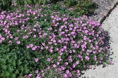 Geranium 'Mavis Simpson'