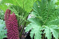 Gunnera manicata