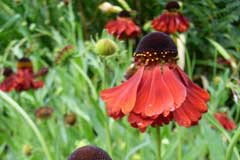 Helenium 'Dark Beauty'