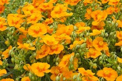 Helianthemum 'Apricot Queen'