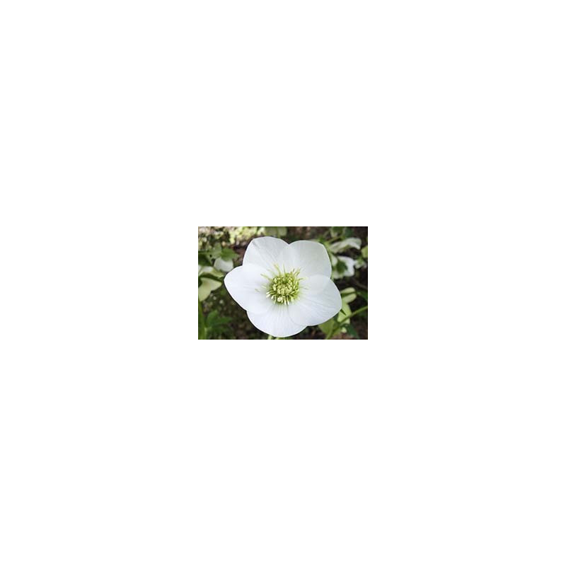 Helleborus hybridus 'Best White' seedlings