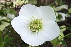 Helleborus hybridus 'Best White' seedlings