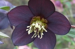 Helleborus hybridus 'Blue Black'