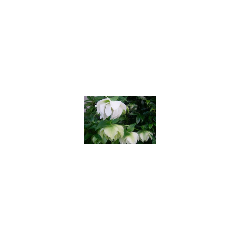 Helleborus hybridus 'Double White Seedlings'