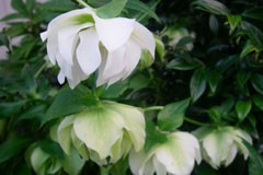 Helleborus hybridus 'Double White Seedlings'