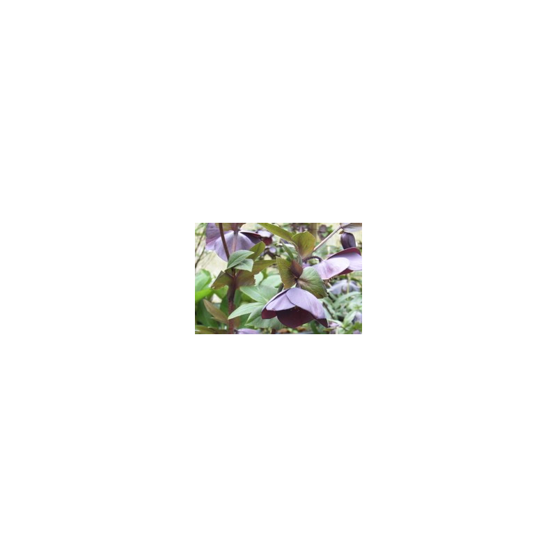Helleborus hybridus 'Slate'