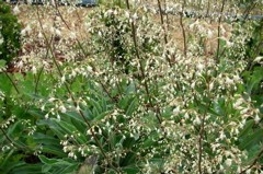 Heuchera americana