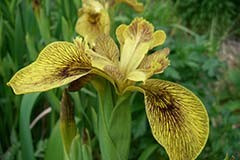 Iris 'Roy Davidson'