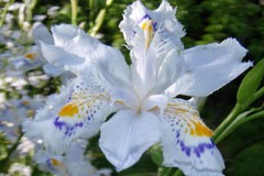 Iris japonica