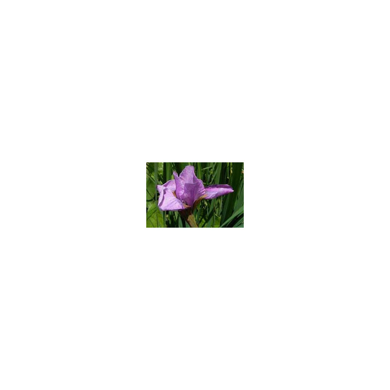 Iris sibirica 'Pink Haze'