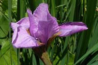 Iris sibirica 'Pink Haze'