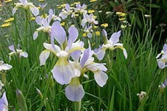 Iris sibirica 'Summer Skies'