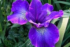 Iris sibirica 'Super Act'