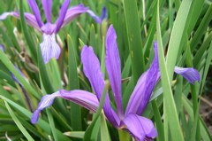 Iris sintenisii