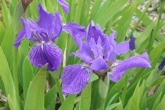 Iris tectorum