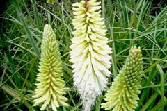 Kniphofia 'Ice Queen'