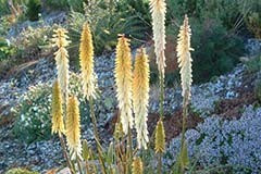 Kniphofia 'Little Maid'