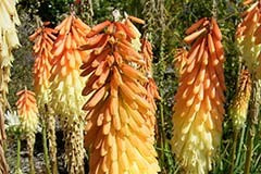 Kniphofia 'Peaches and Cream'