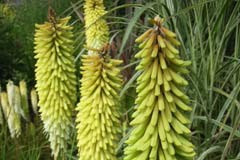 Kniphofia 'Percys Pride'