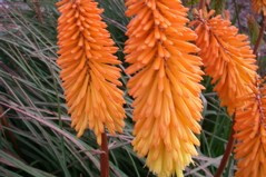 Kniphofia 'Shining Sceptre'