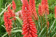 Kniphofia 'Wols Red'