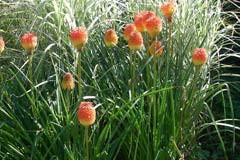 Kniphofia rooperi 'Globemaster'