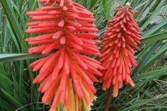 Kniphofia uvaria