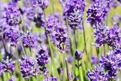 Lavandula 'Hidecote'