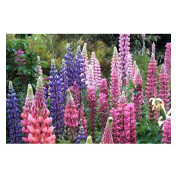 Lupinus 'Mixed Colours'