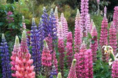 Lupinus 'Mixed Colours'