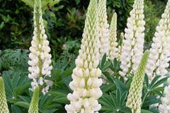 Lupinus 'Russells Nanum White'