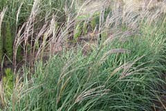 Miscanthus 'Adagio'