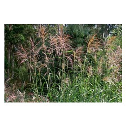 Miscanthus 'Silver Feather'