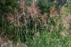 Miscanthus 'Silver Feather'