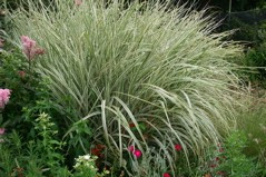 Miscanthus sinensis 'Variegata'