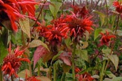 Monarda didyma 'Bergamot'