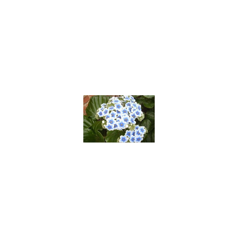 Myosotidium hortensia