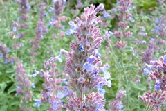 Nepeta 'Walkers Low'