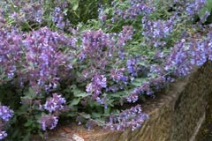 Nepeta faasenii 'Catmint'