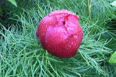 Paeonia tenuifolia