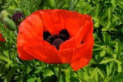 Papaver 'Brilliant'