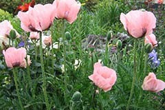 Papaver 'Princess Victoria Louise'