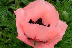 Papaver orientale 'Koenigin Alexandra'