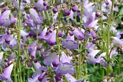 Penstemon 'Alice Hindley'