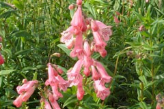 Penstemon 'Hidecote'