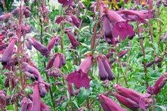 Penstemon 'Port Wine'