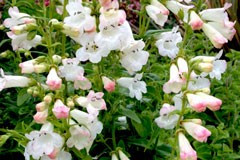 Penstemon 'Swan Lake'